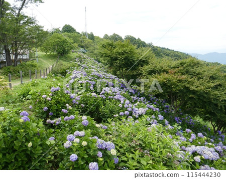 箕山公園（埼玉縣皆濃町） 115444230
