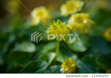 Golden waves of double marsh marigold and epimedium flowers. The flower language is "joy of meeting" and "beyond the sea". Golden waves of double marsh marigold and epimedium flowers. The flower language is "joy of meeting" and "beyond the sea". 115444297