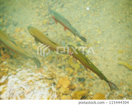 Rainbow trout floating on the water surface Rainbow trout floating on the water surface 115444304