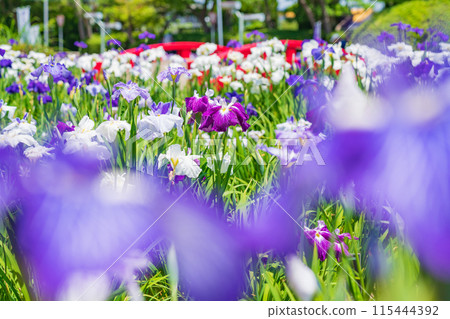 Iris flowers in full bloom at Aburagabuchi Amusement Park (Hekinan City, Aichi Prefecture) Iris flowers in full bloom at Aburagabuchi Amusement Park (Hekinan City, Aichi Prefecture) 115444392