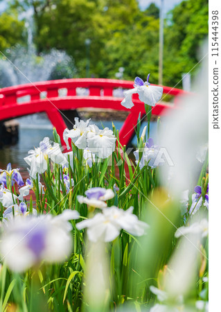 Iris flowers in full bloom at Aburagabuchi Amusement Park (Hekinan City, Aichi Prefecture) 115444398