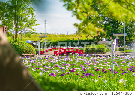 Iris flowers in full bloom at Aburagabuchi Amusement Park (Hekinan City, Aichi Prefecture) 115444399