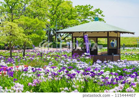 Iris flowers in full bloom at Aburagabuchi Amusement Park (Hekinan City, Aichi Prefecture) Iris flowers in full bloom at Aburagabuchi Amusement Park (Hekinan City, Aichi Prefecture) 115444407