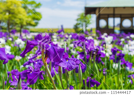 Iris flowers in full bloom at Aburagabuchi Amusement Park (Hekinan City, Aichi Prefecture) 115444417