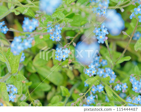 Forget-me-nots after the rain Forget-me-nots after the rain 115444487
