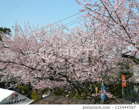 Mikkō-in Temple (Kawaguchi City, Saitama Prefecture) 115444587