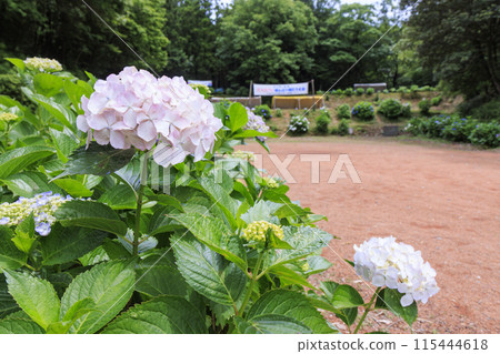 大師之裡繡球花節 115444618