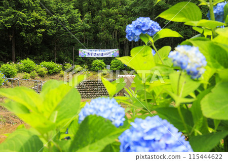 Daishi Village Hydrangea Festival 115444622