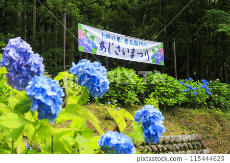 大師之裡繡球花節 115444625