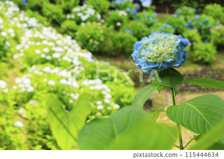 大師之裡繡球花節 大師之裡繡球花節 115444634