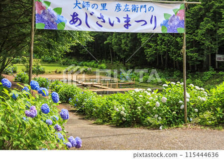 Daishi Village Hydrangea Festival 115444636