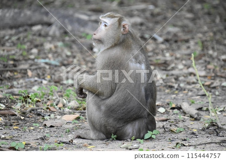野生猴子坐著 115444757