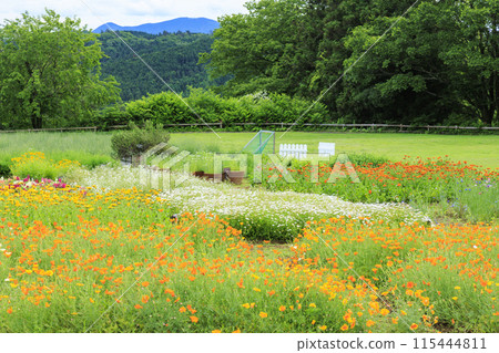 青山度假村洋甘菊和初夏花卉盛開 115444811