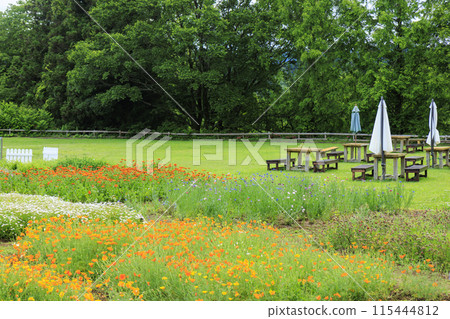 青山度假村洋甘菊和初夏花卉盛開 115444812