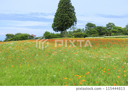青山度假村洋甘菊和初夏花卉盛開 115444813