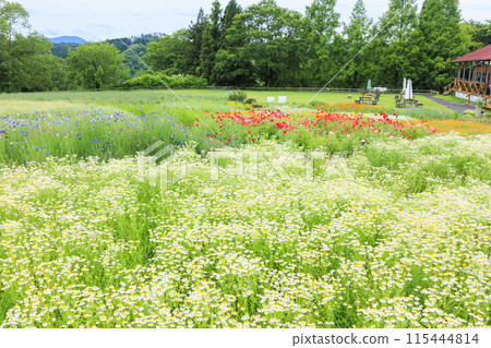 青山度假村洋甘菊和初夏花卉盛開 115444814