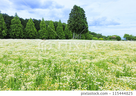 Aoyama Resort: Chamomile in full bloom and early summer flowers 115444825