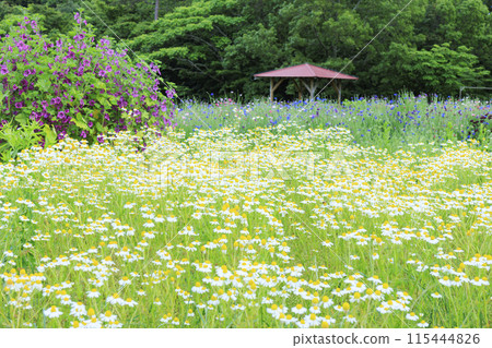 青山度假村洋甘菊和初夏花卉盛開 115444826