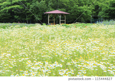 Aoyama Resort: Chamomile in full bloom and early summer flowers 115444827