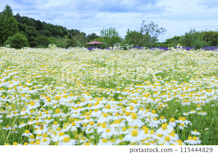 青山度假村洋甘菊和初夏花卉盛開 115444829