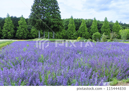 Aoyama Resort: Chamomile in full bloom and early summer flowers 115444830