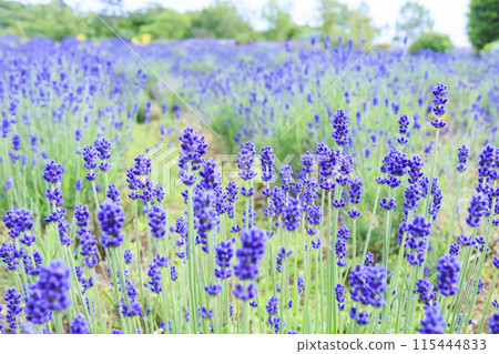 Aoyama Resort: Chamomile in full bloom and early summer flowers 115444833