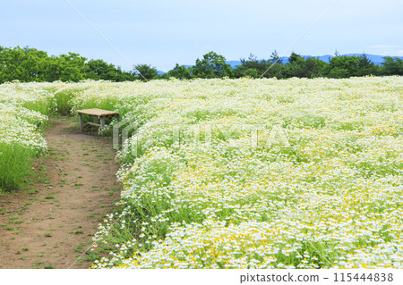 Aoyama Resort: Chamomile in full bloom and early summer flowers 115444838