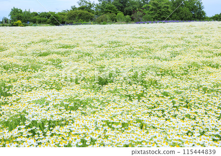 Aoyama Resort: Chamomile in full bloom and early summer flowers 115444839