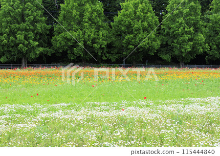Aoyama Resort: Chamomile in full bloom and early summer flowers Aoyama Resort: Chamomile in full bloom and early summer flowers 115444840