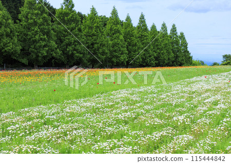 Aoyama Resort: Chamomile in full bloom and early summer flowers Aoyama Resort: Chamomile in full bloom and early summer flowers 115444842
