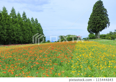 青山度假村洋甘菊和初夏花卉盛開 青山度假村洋甘菊和初夏花卉盛開 115444843