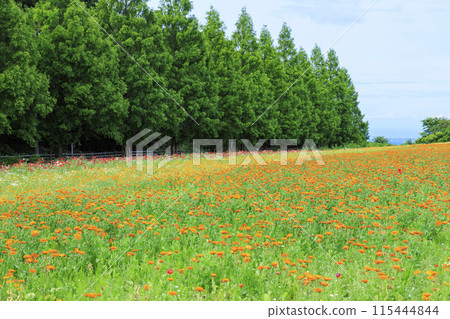 青山度假村洋甘菊和初夏花卉盛開 115444844