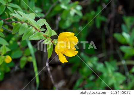 Yellow tiger stag beetle 115445022