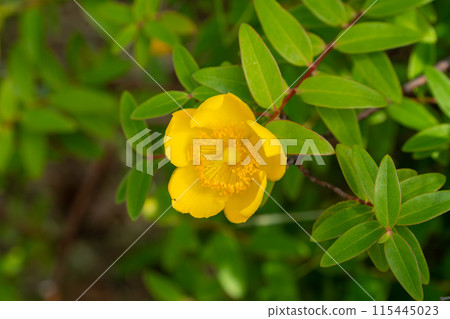 黃色雛菊花 115445023