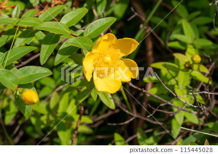 Yellow-flowered taiwan kinshibai 115445028
