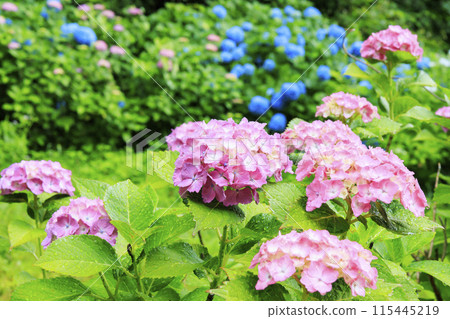 Kameyama Park Full bloom flower iris and hydrangea Kameyama Park Full bloom flower iris and hydrangea 115445219