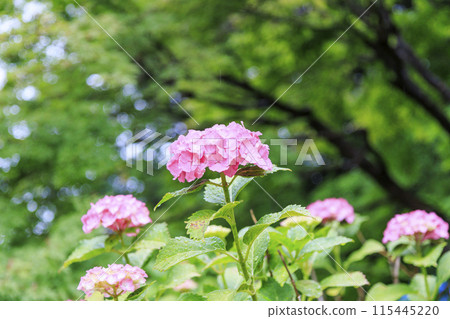 Kameyama Park Full bloom flower iris and hydrangea 115445220