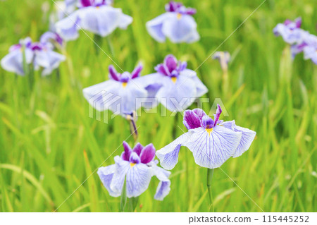 Kameyama Park Full bloom flower iris and hydrangea Kameyama Park Full bloom flower iris and hydrangea 115445252
