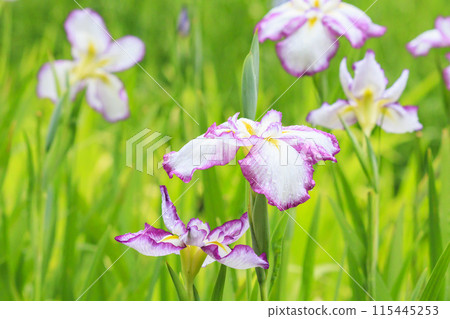 Kameyama Park Full bloom flower iris and hydrangea Kameyama Park Full bloom flower iris and hydrangea 115445253