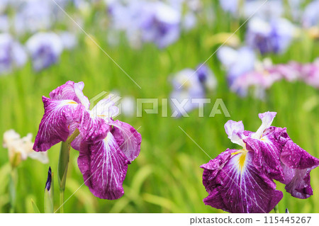 龜山公園 盛開的鳶尾花和繡球花 115445267