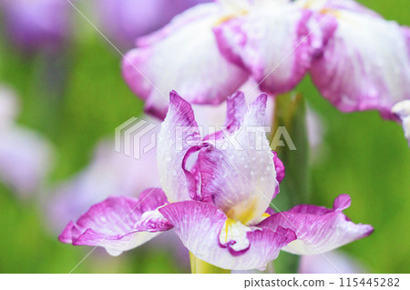 龜山公園 盛開的鳶尾花和繡球花 115445282