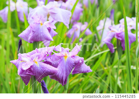 龜山公園 盛開的鳶尾花和繡球花 龜山公園 盛開的鳶尾花和繡球花 115445285
