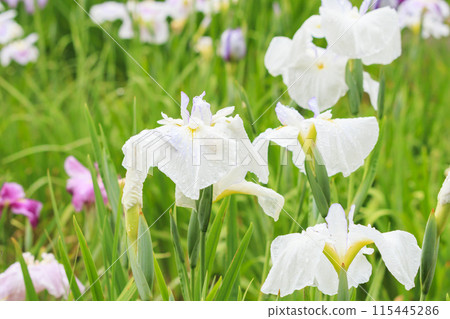 Kameyama Park Full bloom flower iris and hydrangea 115445286