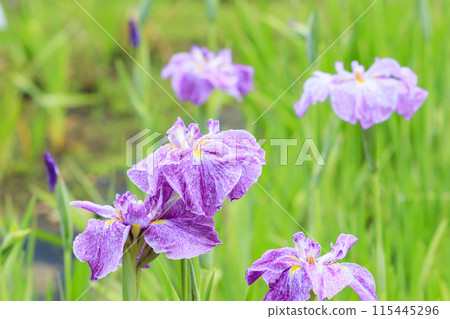 Kameyama Park Full bloom flower iris and hydrangea 115445296