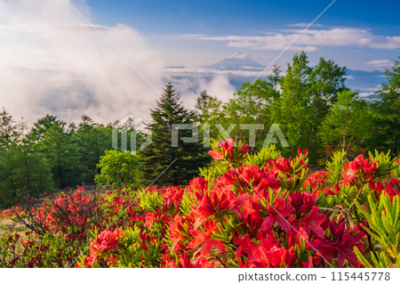 (山梨縣)甘利山蓮月杜鵑花和雲海雪山富士山 (山梨縣)甘利山蓮月杜鵑花和雲海雪山富士山 115445778