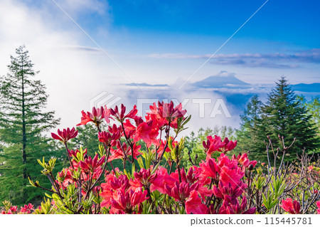 (Yamanashi Prefecture) Rengetsutsuji flowers on Mt. Amari and the dynamic sea of clouds and snow-capped Mt. Fuji (Yamanashi Prefecture) Rengetsutsuji flowers on Mt. Amari and the dynamic sea of clouds and snow-capped Mt. Fuji 115445781
