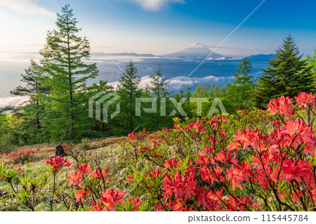 (Yamanashi Prefecture) Rengetsutsuji flowers on Mt. Amari and the dynamic sea of clouds and snow-capped Mt. Fuji 115445784