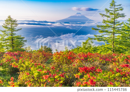 (Yamanashi Prefecture) Rengetsutsuji flowers on Mt. Amari and the dynamic sea of clouds and snow-capped Mt. Fuji 115445786