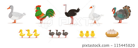 Farm Bird and Rural Poultry Feathered Fauna Vector Set Farm Bird and Rural Poultry Feathered Fauna Vector Set 115445820