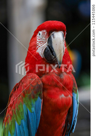Close up head the red macaw parrot bird in garden 115445866